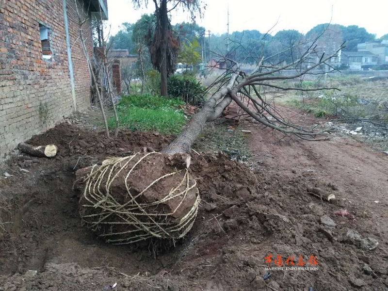 房屋拆迁稀有"万寿果树"无地移栽 市长关注协调后正式移植至天嗣山公